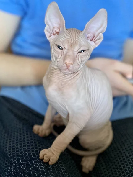 스핑크스의 대머리 고양이 고양이 — 스톡 사진