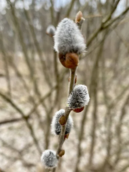 Blossent Buds Willow Cats Bare Branches Bush — Stock Photo, Image