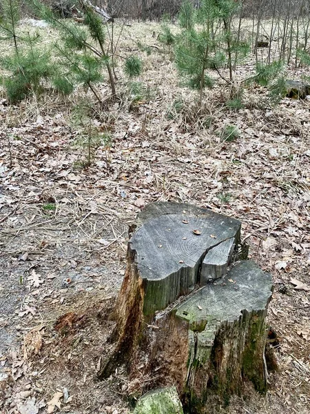 stock image The sawn part of a thick tree lying on the ground in a city park