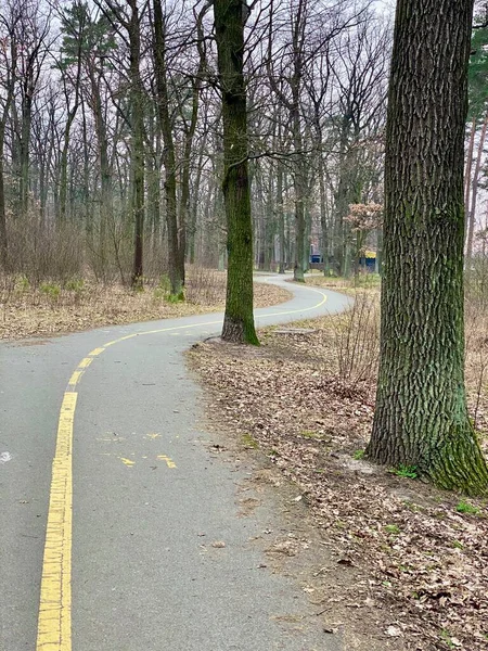 Yeşil ağaçların arasında parktaki yaya asfaltı yolu.