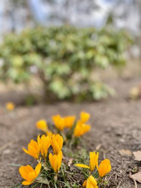 Yeşil çalıların arka planında sarı güzel çiçekler.