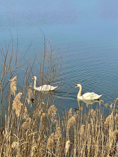 Une Paire Cygnes Blancs Sur Lac Bleu Parmi Les Roseaux — Photo