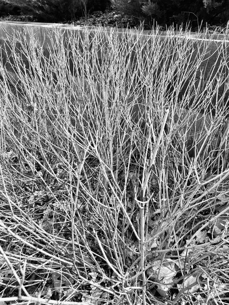 Bald bush without leaves black and white photo