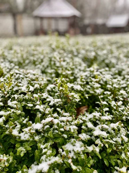 Green trimmed bushes are covered with snow on a spring day