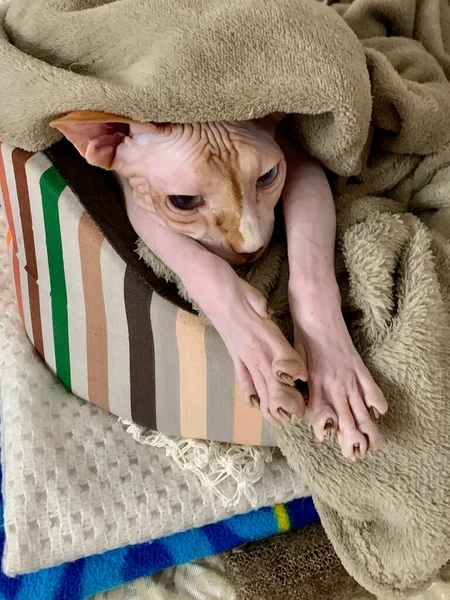 スフィンクス種のペットハゲ猫はベージュの毛布と目に見える足で覆われています — ストック写真
