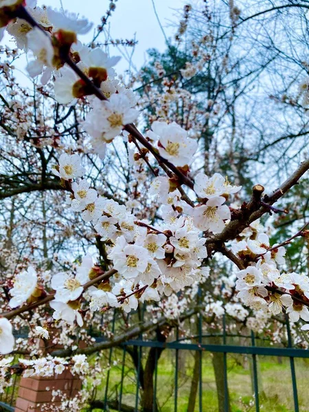 Квітучі Квіти Плодового Дерева Гілках Навесні — стокове фото