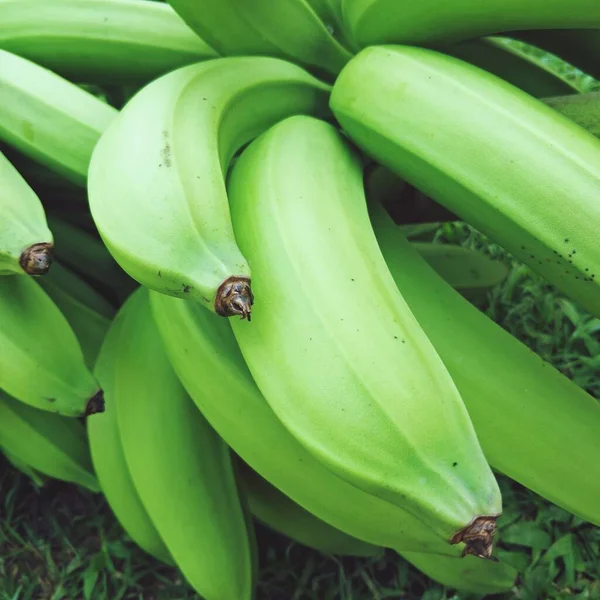 Green banana on the grass. Unripe banana, fresh from farm.