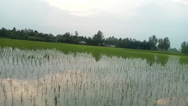 New Seed Sowing Scene Paddy Field Natural Mobile Shot — Stock Video