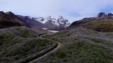 Drone point of view, Icelandic nature from above. Aerial view of lupin flowers field in Iceland. Mountain and glacier in the background. High quality 4k footage Mountain and glacier in the background.