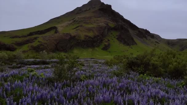 Volando Por Encima Las Flores Altramuz Nootka Azul Hacia Cascada — Vídeos de Stock