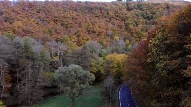 从鸟瞰的角度拍摄秋天的森林 优质Fullhd影片 — 图库视频影像