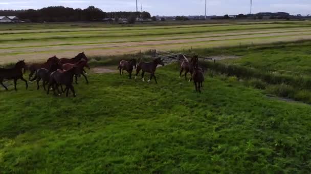 马在田里跑来跑去 从上面射击 高质量的4K镜头 — 图库视频影像