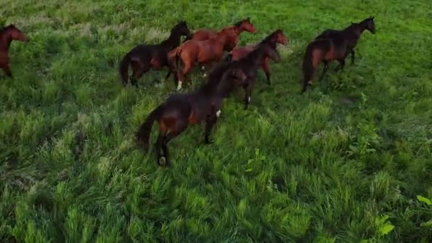 Cavalli Corrono Campo Sparo Dall Alto Filmati Alta Qualità — Video Stock