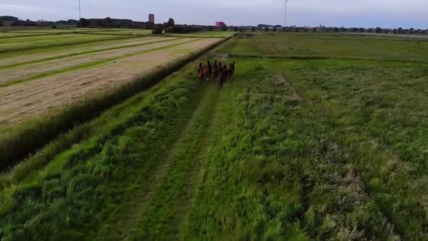 Pferde Laufen Über Das Feld Schießen Von Oben Hochwertiges Filmmaterial — Stockvideo