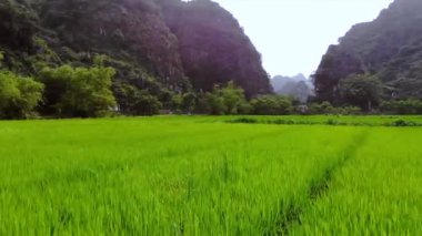 Vietnam 'ın Ninh Binh kasabası yakınlarında pirinç tarlaları ve kayalar. Yüksek kalite 4k görüntü