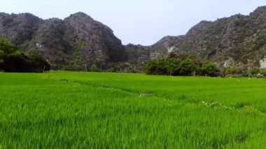 Vietnam 'ın Ninh Binh kasabası yakınlarında pirinç tarlaları ve kayalar. Yüksek kalite 4k görüntü