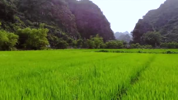 Rijstvelden Rotsen Bij Stad Ninh Binh Vietnam Hoge Kwaliteit Beeldmateriaal — Stockvideo