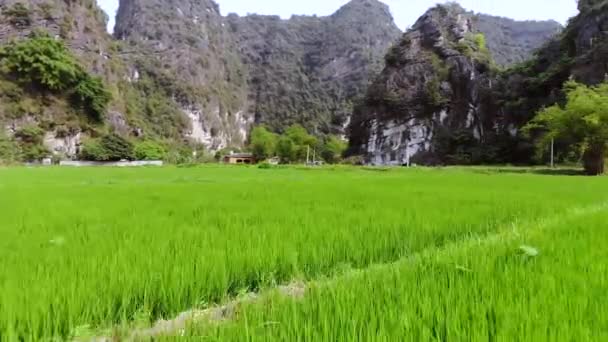 Arroces Rocas Cerca Ciudad Ninh Binh Vietnam Imágenes Alta Calidad — Vídeos de Stock