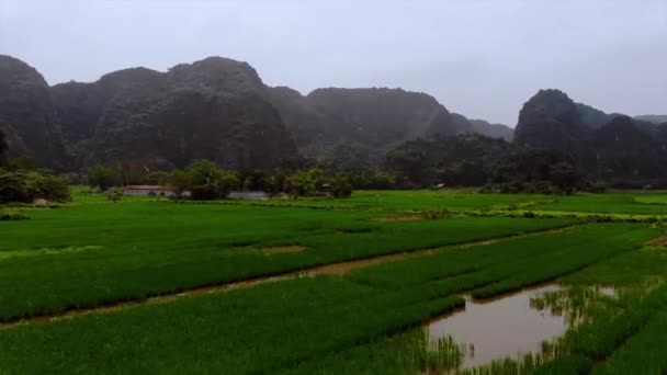 越南宁边Ngo Dong的Tam Coc Bich Dong航观稻田 高质量的4K镜头 — 图库视频影像