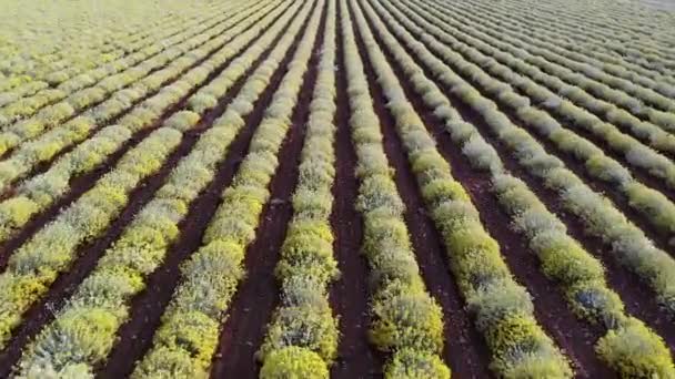 Scenic Aerial Drone View Yellow Rapeseed Fields France High Quality — Stock Video