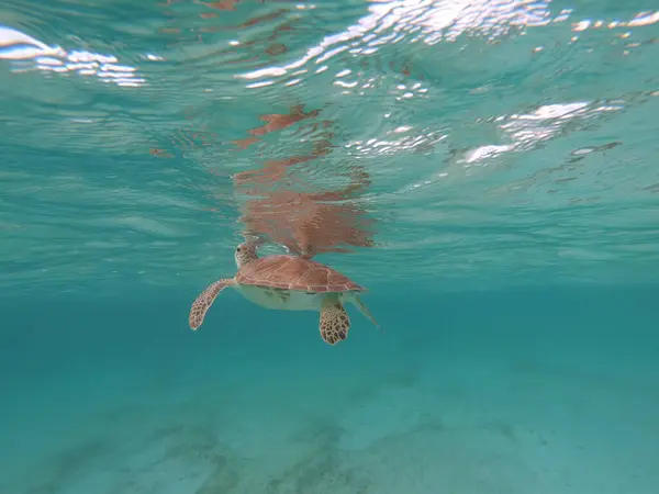 Żółw Zielony Morzu Karaibskim Pobliżu Zatoki Akumal Riviera Maya Cozumel — Zdjęcie stockowe