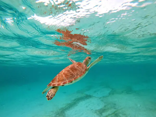 Green Sea Turtle Caribbean Sea Akumal Bay Mexico High Quality — Stock Photo, Image