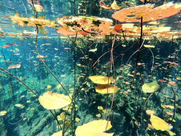 Cenote Aktun Quintana Roo Meksyk Wysokiej Jakości Zdjęcie — Zdjęcie stockowe