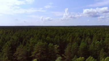 Yeşil orman ve ağaçlarla dolu güzel bir yaz manzarası