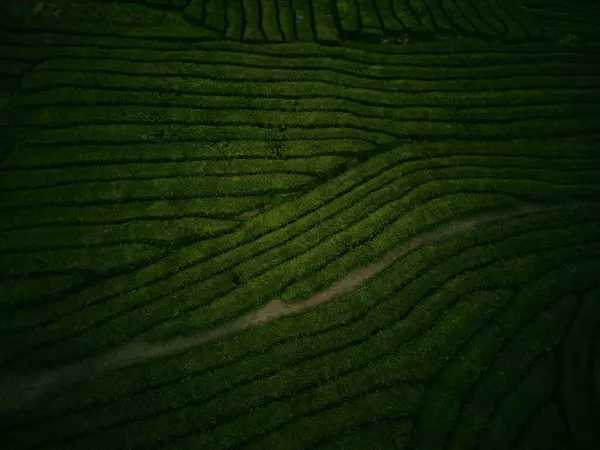 Azores Sao Miguel 'in çay tarlaları 