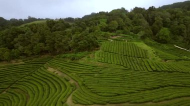 Azores Sao Miguel 'in çay tarlaları 