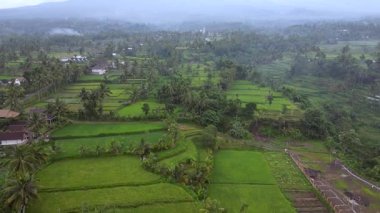  Pirinç tarlaları Tetebatu Endonezya, Lombok Drone. Yüksek kalite 4k görüntü