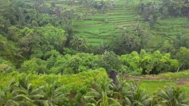  Pirinç tarlaları Tetebatu Endonezya, Lombok Drone. Yüksek kalite 4k görüntü