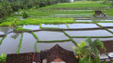 Ubud villaları Bali Endonezya İHA 'sı. Yüksek kalite 4k görüntü