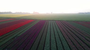 Hollanda 'da şafak vakti laleler ve bir değirmen. Drone. Yüksek kalite 4k görüntü