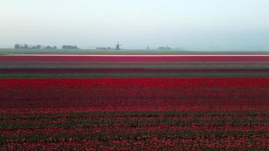 Hollanda 'da şafak vakti laleler ve bir değirmen. Drone. Yüksek kalite 4k görüntü