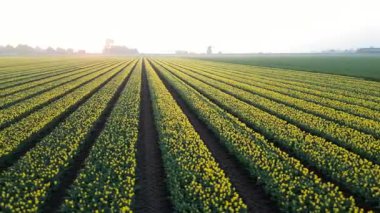 Hollanda 'da şafak vakti laleler ve bir değirmen. Drone. Yüksek kalite 4k görüntü