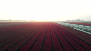 Hollanda 'da şafak vakti laleler ve bir değirmen. Drone. Yüksek kalite 4k görüntü