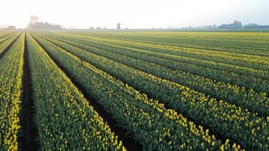 Laleler ve şafak vakti Hollanda 'da bir değirmen. Drone. Yüksek kalite 4k görüntü