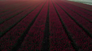 Hollanda 'da şafak vakti laleler ve bir değirmen. Drone. Yüksek kalite 4k görüntü