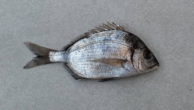 İki bantlı deniz kepeği balığı izole edilmiş.