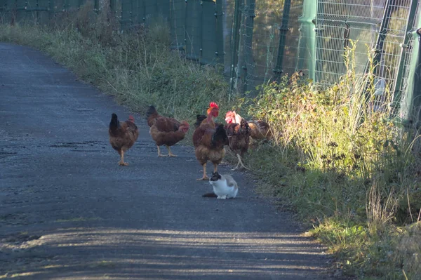 free-range chickens and a cat on a country road