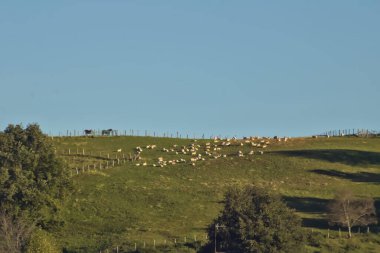 Evcilleştirilmiş koyun ve atlar sabah çayırda otluyor.