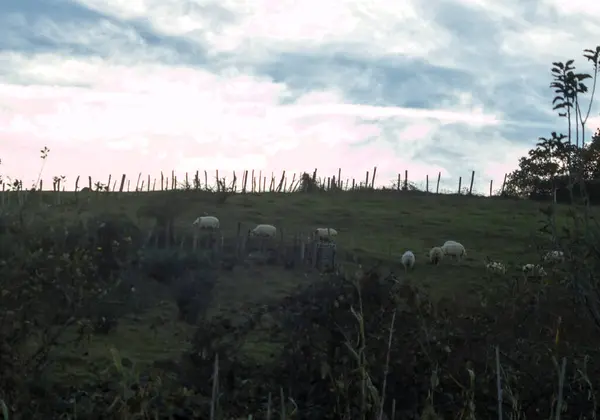 rural scene of the Basque country domestic sheep grazing at the end of a winter day