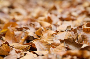 leaves in autumn inside the forest during the foliage