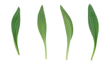 green leaves silouette for backgrounds