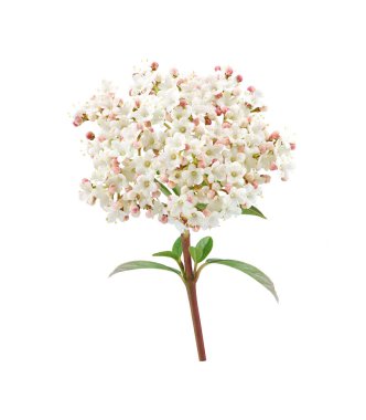                          white flower in spring on white background      
