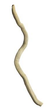 Beyaz arkaplanda ayrık bir dal parçası