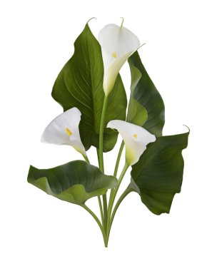 Yeşil yapraklı, üç ayrı beyaz kalla çiçeği.