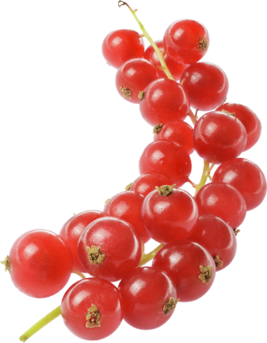 frenk üzümü meyveleri izole