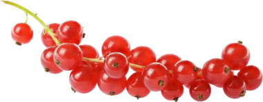 frenk üzümü meyveleri izole